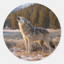Search for grey wolf stickers Wilderness