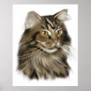 Search for maine coon cat posters Tabby