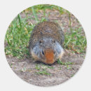 Search for squirrel pictures gift wrap Wildlife