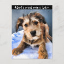 Search for adopt vertical postcards Pets