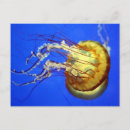 Search for swimming postcards Souvenir