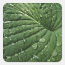 Search for rain water stickers Green