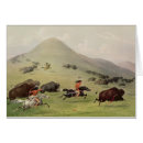 Search for native bison buffalo postcards Catlin