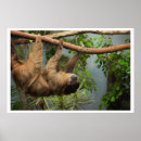 Search for sloth image posters Cute