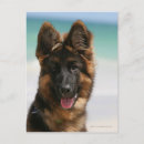 Search for alsatian postcards puppy