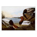 Search for canvasback Birds of america