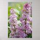 Search for lilac bushes posters Nature