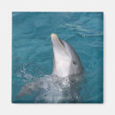 Search for bottlenose dolphin magnets Sea