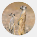 Search for suricata stickers Animal