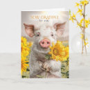 Search for sows cards Pigs