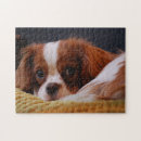 Search for cavalier king charles spaniel puzzles Pet
