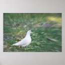 Search for white dove posters Nature
