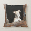Search for whippet cushions Puppy