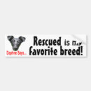 Search for white rabbit bumper stickers Cat
