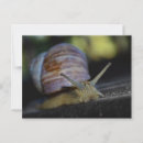 Search for crawl postcards Nature