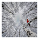 Search for cardinals in winter posters Red cardinal bird