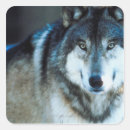 Search for timber wolf stickers Animal