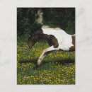 Search for paint runs postcards Horse