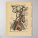 Search for aorta posters Anatomy
