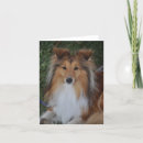 Search for sheltie cards Canine