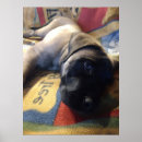 Search for english mastiffs art Puppy