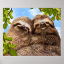 Search for sloth posters Funny