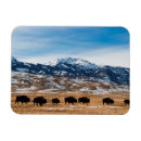Search for migrate magnets Herd