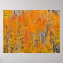 Search for aspen posters Fall