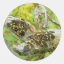 Search for milkweed stickers Insect