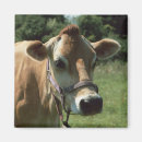 Search for meadows magnets Cow