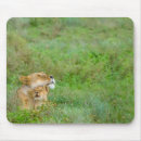 Search for lioness electronics Wildlife