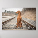 Search for magyar posters Vizsla