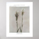 Search for fringe posters Flower