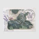 Search for shabbychic Paper