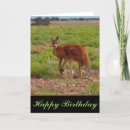 Search for kangaroo birthday cards Australian