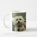 Search for loyal mugs Dog