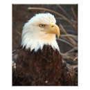 Search for bird pet memorials Wildlife