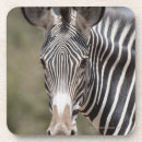 Search for kenya coasters Outdoors