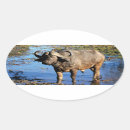 Search for wild buffalo stickers Animals