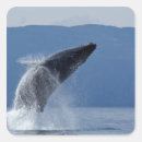 Search for humpback whale stickers Usa