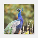 Search for peacock feather pattern magnets Wildlife