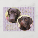 Search for hunde postcards Labrador