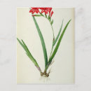 Search for cardinalis Botanical