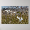 Search for egret posters Birding