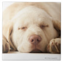 Search for innocence tiles Dog