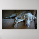 Search for sleepy posters Dog