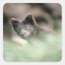 Search for wolf photography stickers No people