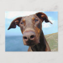 Search for closeup postcards Pet
