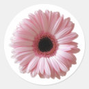 Search for pink gerbera daisy stickers Floral
