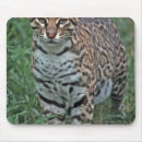 Search for endangered mouse mats Animal